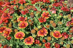 Dazzler Blanket Flower (Gaillardia x grandiflora 'Dazzler') at Wolf's Blooms & Berries