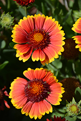 Dazzler Blanket Flower (Gaillardia x grandiflora 'Dazzler') at Wolf's Blooms & Berries