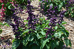 Grandstand Purple Salvia (Salvia splendens 'Grandstand Purple') at Wolf's Blooms & Berries