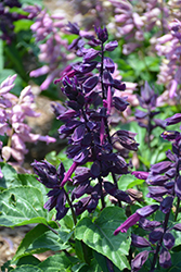 Grandstand Purple Salvia (Salvia splendens 'Grandstand Purple') at Wolf's Blooms & Berries