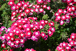 Empress Flair Cherry Charme Verbena (Verbena 'Empress Flair Cherry Charme') at Wolf's Blooms & Berries