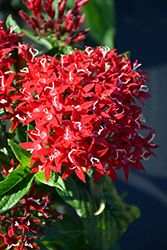 Graffiti OG Red Velvet Star Flower (Pentas lanceolata 'Graffiti OG Red Velvet') at Wolf's Blooms & Berries