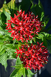 Graffiti OG Red Velvet Star Flower (Pentas lanceolata 'Graffiti OG Red Velvet') at Wolf's Blooms & Berries