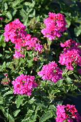 EnduraScape Magenta Verbena (Verbena 'Balendmag') at Wolf's Blooms & Berries