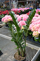 ZZ Plant (Zamioculcas zamiifolia) at Wolf's Blooms & Berries