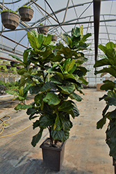 Fiddle Leaf Fig (Ficus lyrata) at Wolf's Blooms & Berries