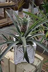 Pineapple (Ananas comosus) at Wolf's Blooms & Berries
