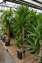 Spineless Yucca (Yucca elephantipes) at Wolf's Blooms & Berries