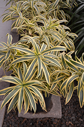 Song of India Plant (Dracaena reflexa 'Song of India') at Wolf's Blooms & Berries