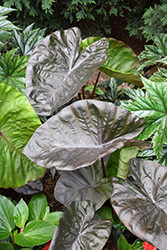 Royal Hawaiian Black Coral Elephant Ear (Colocasia esculenta 'Black Coral') at Wolf's Blooms & Berries