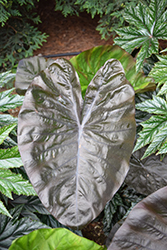 Royal Hawaiian Black Coral Elephant Ear (Colocasia esculenta 'Black Coral') at Wolf's Blooms & Berries
