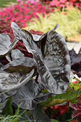 Royal Hawaiian Black Coral Elephant Ear (Colocasia esculenta 'Black Coral') at Wolf's Blooms & Berries