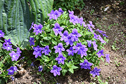 Endless Illumination Browallia (Browallia 'UNHBR12') at Wolf's Blooms & Berries