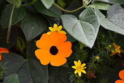 Orange A-Peel Black-Eyed Susan (Thunbergia alata 'Orange Wonder') at Wolf's Blooms & Berries