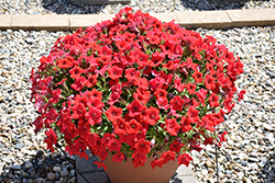 Surfinia Deep Red Petunia (Petunia 'Surfinia Deep Red') at Wolf's Blooms & Berries