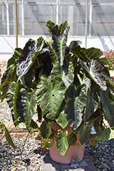 Royal Hawaiian Aloha Elephant Ear (Colocasia esculenta 'Aloha') at Wolf's Blooms & Berries