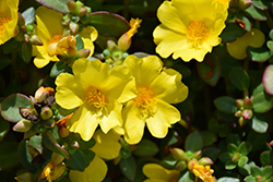 Pazzaz Nano Yellow Portulaca (Portulaca oleracea 'Pazzaz Nano Yellow') at Wolf's Blooms & Berries