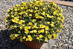 Pazzaz Nano Yellow Portulaca (Portulaca oleracea 'Pazzaz Nano Yellow') at Wolf's Blooms & Berries