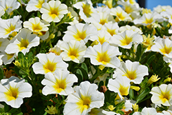 MiniFamous Neo White + Yellow Eye Calibrachoa (Calibrachoa 'KLECA16314') at Wolf's Blooms & Berries
