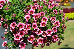 Hula Hot Pink Calibrachoa (Calibrachoa 'Hula Hot Pink') at Wolf's Blooms & Berries