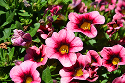 Hula Hot Pink Calibrachoa (Calibrachoa 'Hula Hot Pink') at Wolf's Blooms & Berries