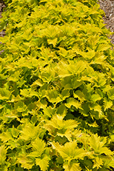 Wasabi Coleus (Solenostemon scutellarioides 'Wasabi') at Wolf's Blooms & Berries