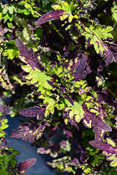 Rodeo Drive Coleus (Solenostemon scutellarioides 'Rodeo Drive') at Wolf's Blooms & Berries