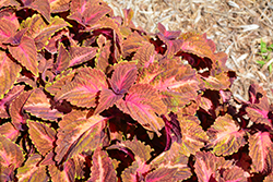 Main Street Sunset Boulevard Coleus (Solenostemon scutellarioides 'UF12-6-2') at Wolf's Blooms & Berries