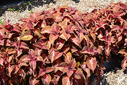 Main Street Sunset Boulevard Coleus (Solenostemon scutellarioides 'UF12-6-2') at Wolf's Blooms & Berries