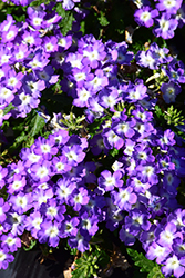 Empress Sun Lavender Charme Verbena (Verbena 'Empress Sun Lavender Charme') at Wolf's Blooms & Berries