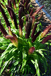 Jade Princess Millet (Pennisetum glaucum 'Jade Princess') at Wolf's Blooms & Berries