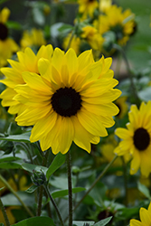 Sunfinity Sunflower (Helianthus 'Sunfinity') at Wolf's Blooms & Berries