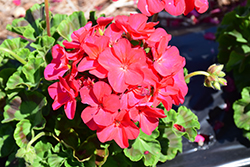 Pinto Premium Violet Geranium (Pelargonium 'Pinto Premium Violet') at Wolf's Blooms & Berries