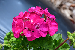 Pinto Premium Lavender Rose Geranium (Pelargonium 'Pinto Premium Lavender Rose') at Wolf's Blooms & Berries