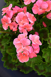 Pinto Premium Salmon Geranium (Pelargonium 'Pinto Premium Salmon') at Wolf's Blooms & Berries