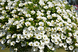 Callie White Calibrachoa (Calibrachoa 'Callie White') at Wolf's Blooms & Berries