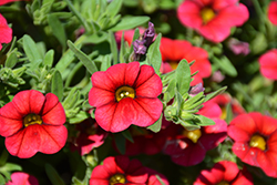 Calipetite Red Calibrachoa (Calibrachoa 'Calipetite Red') at Wolf's Blooms & Berries