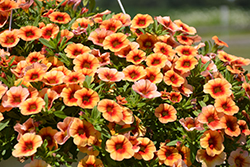 MiniFamous Neo Orange + Red Eye Calibrachoa (Calibrachoa 'KLECA16334') at Wolf's Blooms & Berries