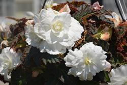 Nonstop Joy Mocca White Begonia (Begonia 'Nonstop Joy Mocca White') at Wolf's Blooms & Berries