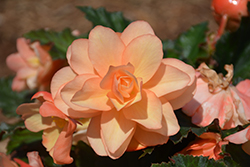 Fragrant Falls Peach Begonia (Begonia 'Fragrant Falls Peach') at Wolf's Blooms & Berries