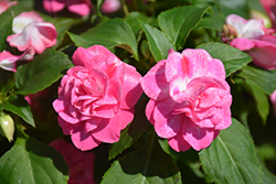 Rockapulco Rose Impatiens (Impatiens 'BALOLESTOP') at Wolf's Blooms & Berries