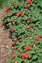 Rockapulco Red Impatiens (Impatiens 'BALFIESALED') at Wolf's Blooms & Berries