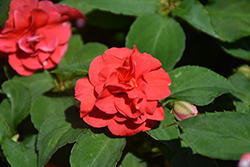 Rockapulco Red Impatiens (Impatiens 'BALFIESALED') at Wolf's Blooms & Berries