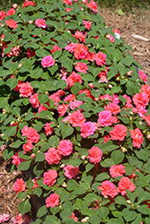 Rockapulco Coral Reef Impatiens (Impatiens 'Balcoree') at Wolf's Blooms & Berries