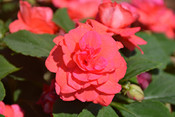 Rockapulco Coral Reef Impatiens (Impatiens 'Balcoree') at Wolf's Blooms & Berries