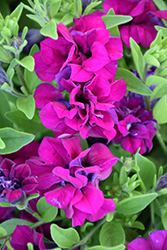 Blanket Double Zinfandel Petunia (Petunia 'Blanket Double Zinfandel') at Wolf's Blooms & Berries