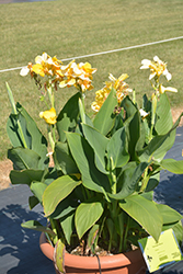Cannova Yellow Canna (Canna 'Cannova Yellow') at Wolf's Blooms & Berries