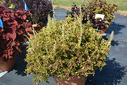 Under The Sea Electric Coral Coleus (Solenostemon scutellarioides 'Electric Coral') at Wolf's Blooms & Berries