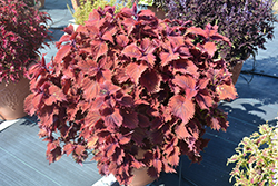 Under The Sea King Crab Coleus (Solenostemon scutellarioides 'King Crab') at Wolf's Blooms & Berries