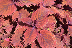 Under The Sea King Crab Coleus (Solenostemon scutellarioides 'King Crab') at Wolf's Blooms & Berries